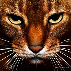 Фотография профиля