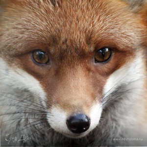 Фотография профиля