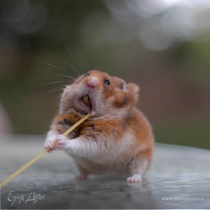 Фотография профиля