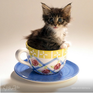 Фотография профиля