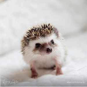 Фотография профиля