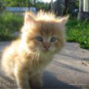 Фотография профиля