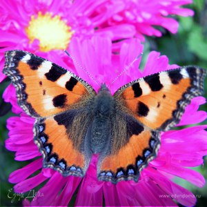 Фотография профиля