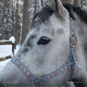 Фотография профиля