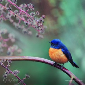 Фотография профиля