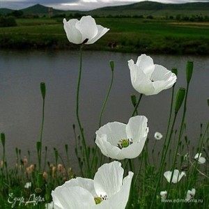 Фотография профиля