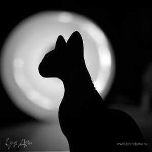 Фотография профиля