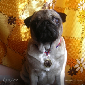 Фотография профиля