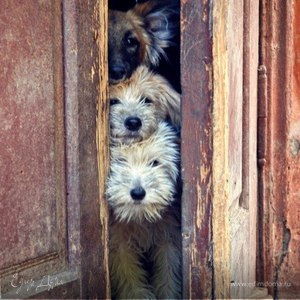 Фотография профиля