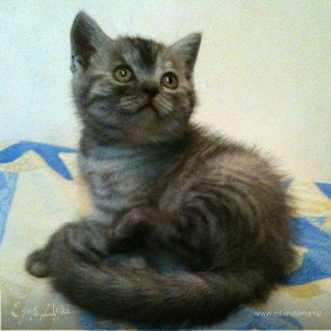 Фотография профиля