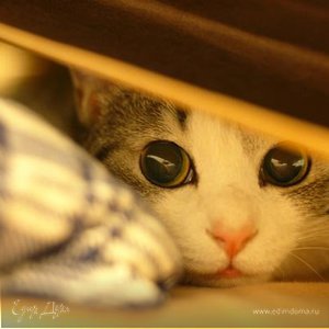 Фотография профиля