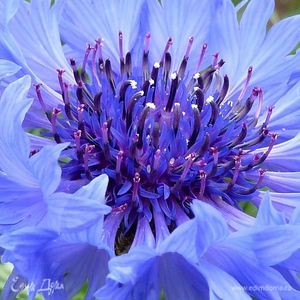 Фотография профиля