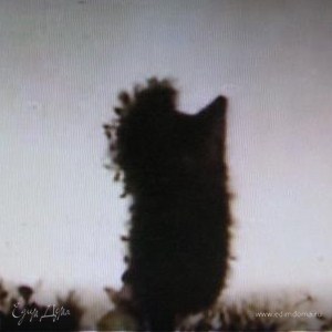 Фотография профиля