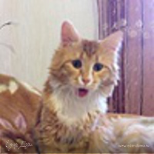 Фотография профиля