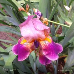 Фотография профиля