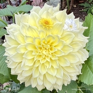 Фотография профиля