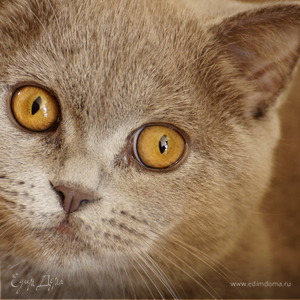 Фотография профиля