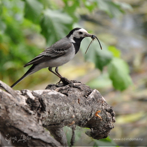 Фотография профиля