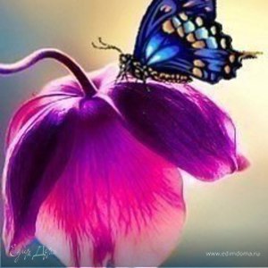 Фотография профиля