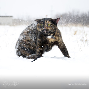 Фотография профиля