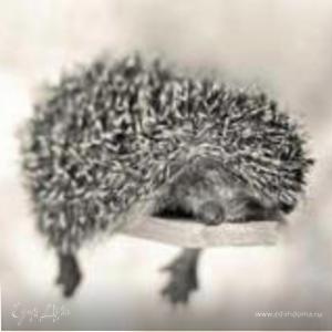 Фотография профиля