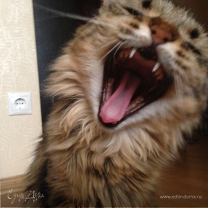 Фотография профиля