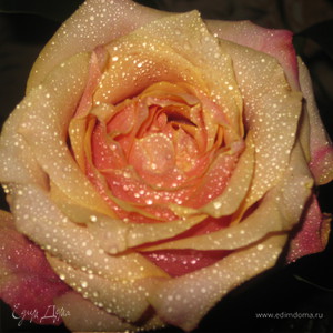 Фотография профиля