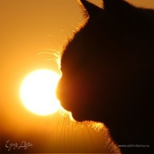 Фотография профиля