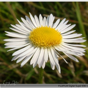 Фотография профиля