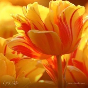 Фотография профиля