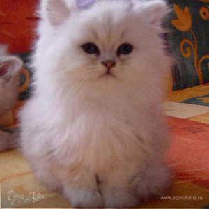 Фотография профиля