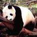 Панда