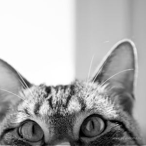 Фотография профиля