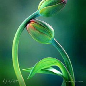 Фотография профиля