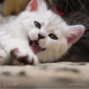 Фотография профиля