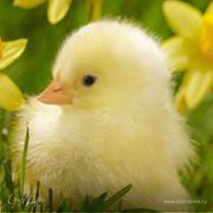 Фотография профиля