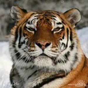 Фотография профиля