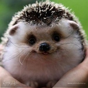 Фотография профиля