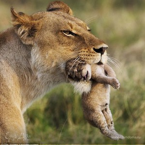 Фотография профиля