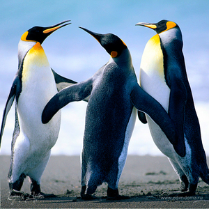 Фотография профиля