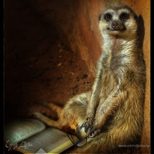 Фотография профиля