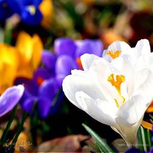 Фотография профиля