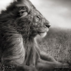 Фотография профиля