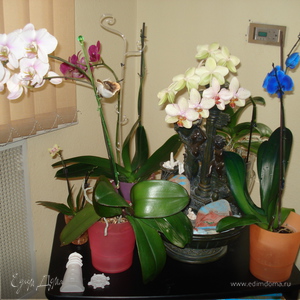 Фотография профиля