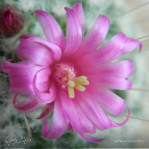 Фотография профиля