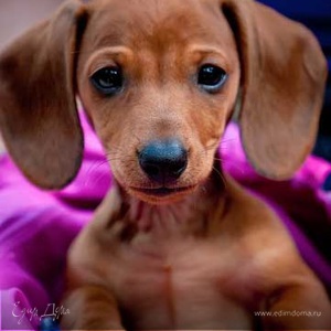 Фотография профиля