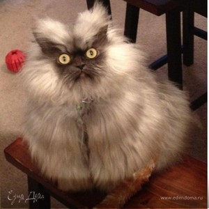 Фотография профиля