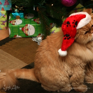 Фотография профиля