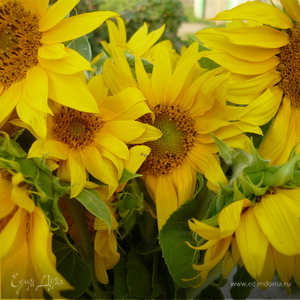 Фотография профиля