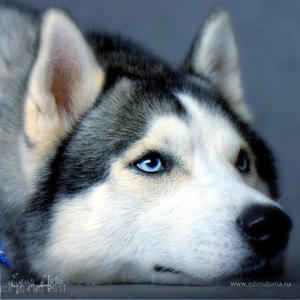 Фотография профиля